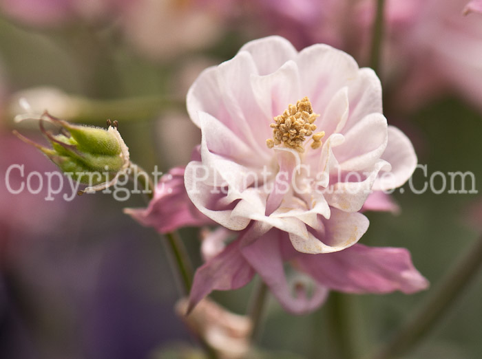PGC-P-Aquilegia-Winky-Double-Rose-and-White-0514d-1