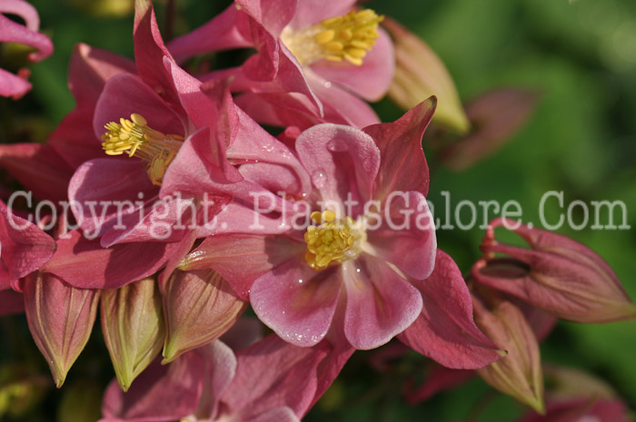 PGC-P-Aquilegia-Winky-Rose-1-0002