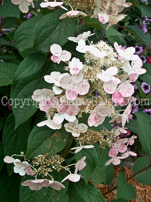 PGC-S-Hydrangea-paniculata-PW-Pinky-Winky-02