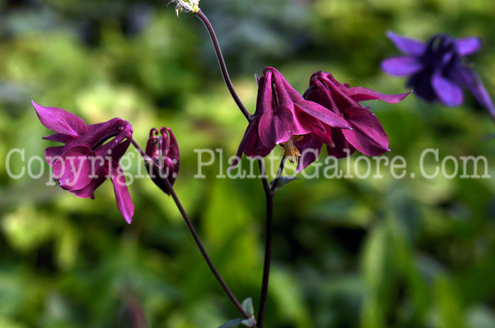 PGC-P-Aquilegia-atrata-aka-Columbine-3