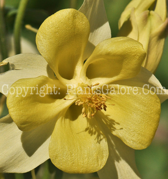 PGC-P-Aquilegia-caerulea-Music-Yellow-2011-01