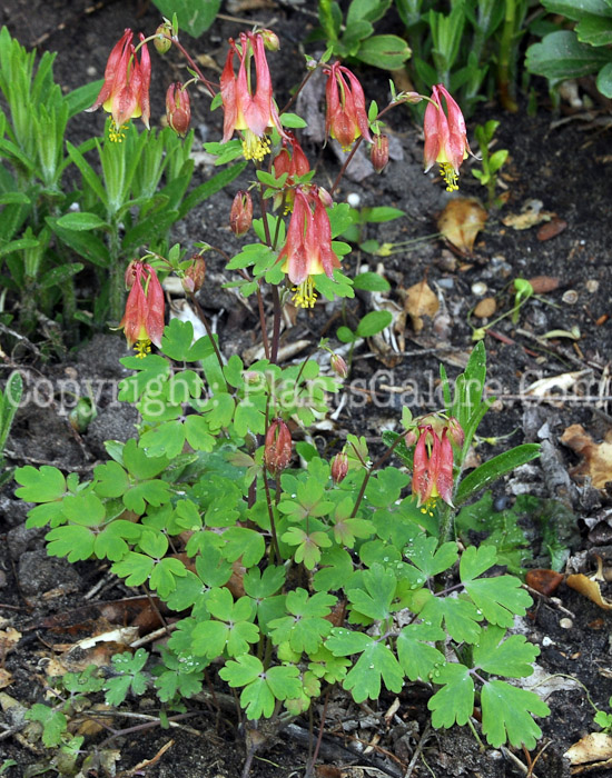 PGC-P-Aquilegia-canadensis-aka-Wild-Columbine-1