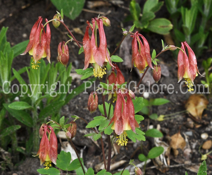 PGC-P-Aquilegia-canadensis-aka-Wild-Columbine-2