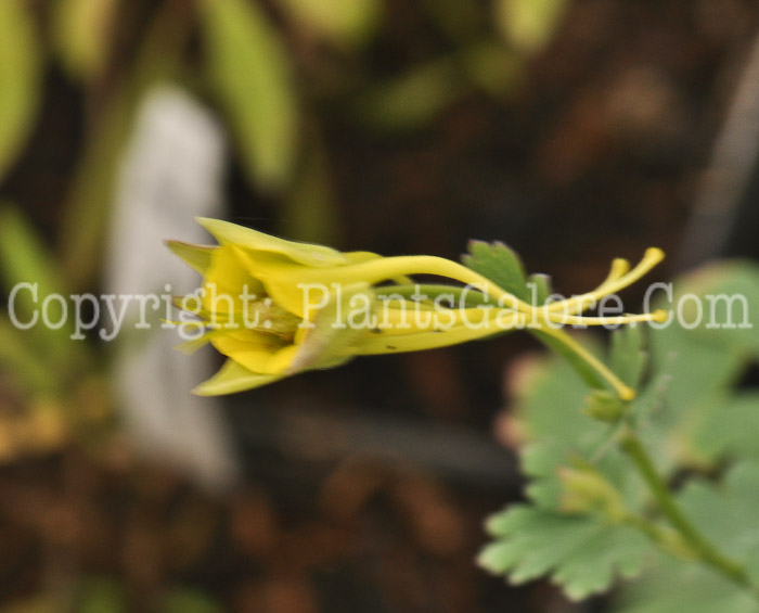 PGC-P-Aquilegia-chrysantha-Yellow-Queen-2011-Arrowhead-002