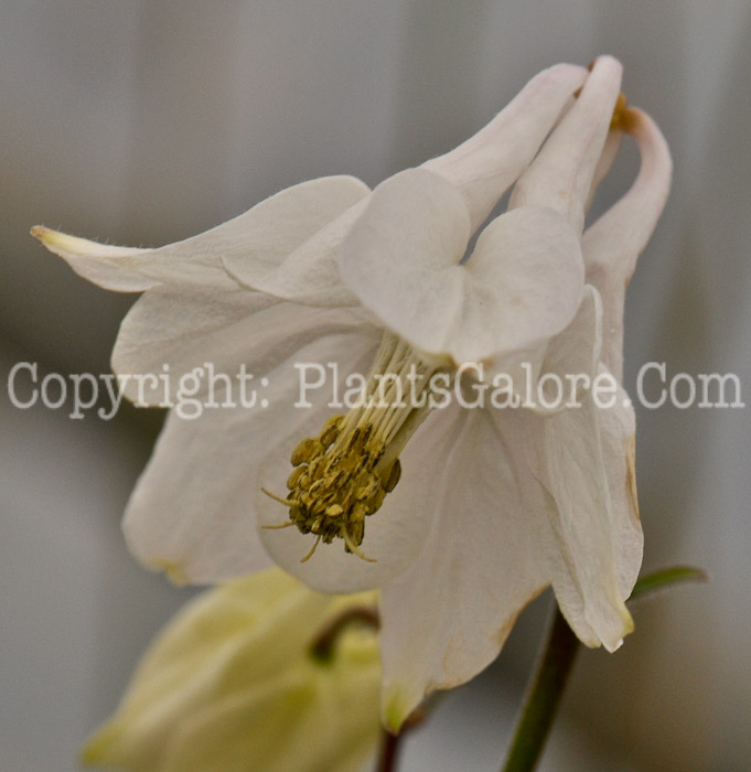 PGC-P-Aquilegia-fragrans-05-2012-2