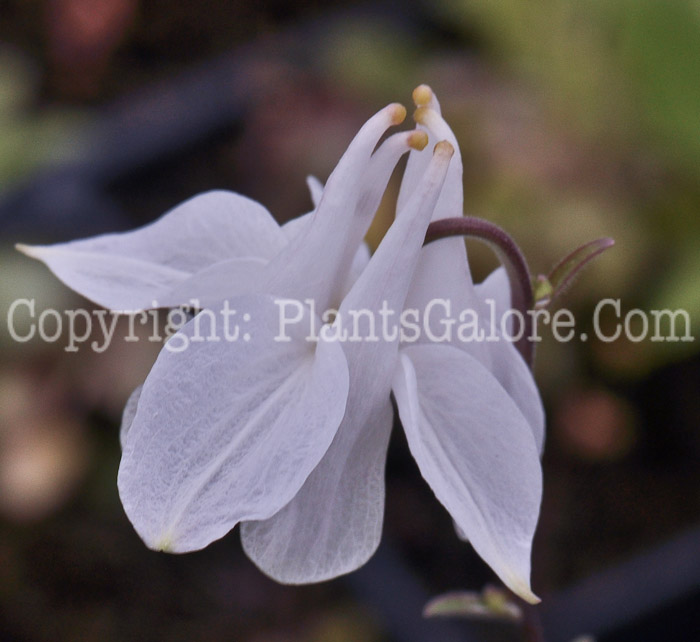 PGC-P-Aquilegia-fragrans-05-2012-3