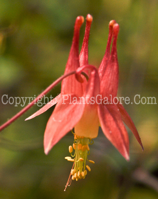 PGC-P-Aquilegia-schlocklel-2010-d001