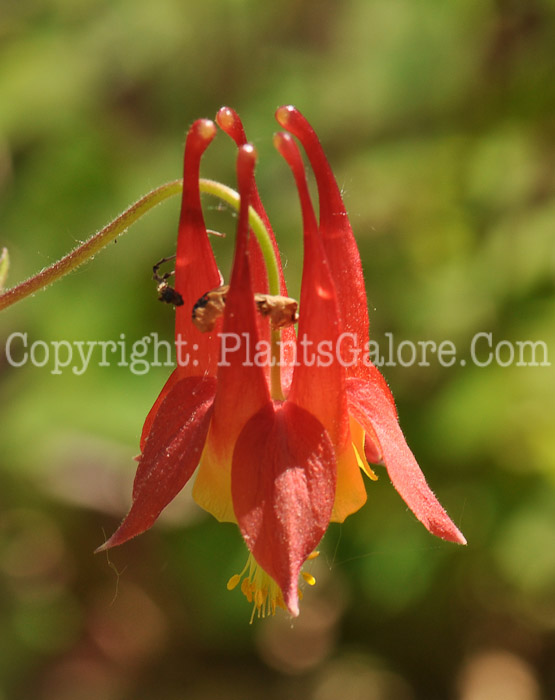 PGC-P-Aquilegia-schlocklel-2010-d003