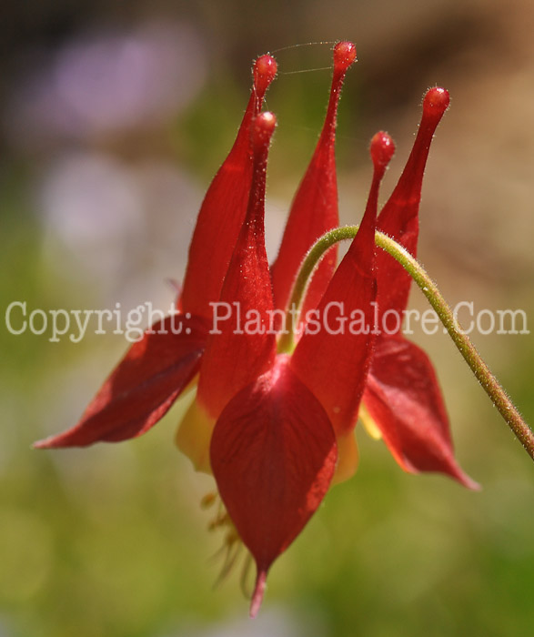 PGC-P-Aquilegia-schlocklel-2010-d004