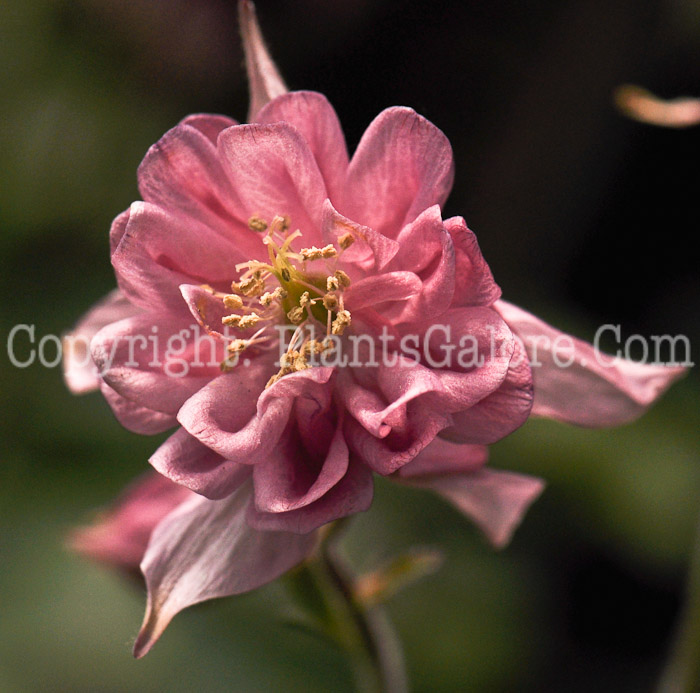 PGC-P-Aquilegia-Plena-Mix-2010-001