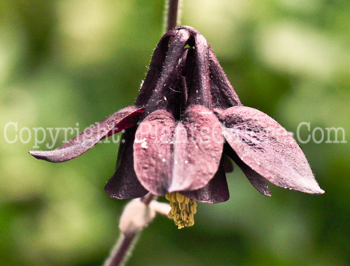 PGC-P-Aquilegia-Plena-Mix-2010-002