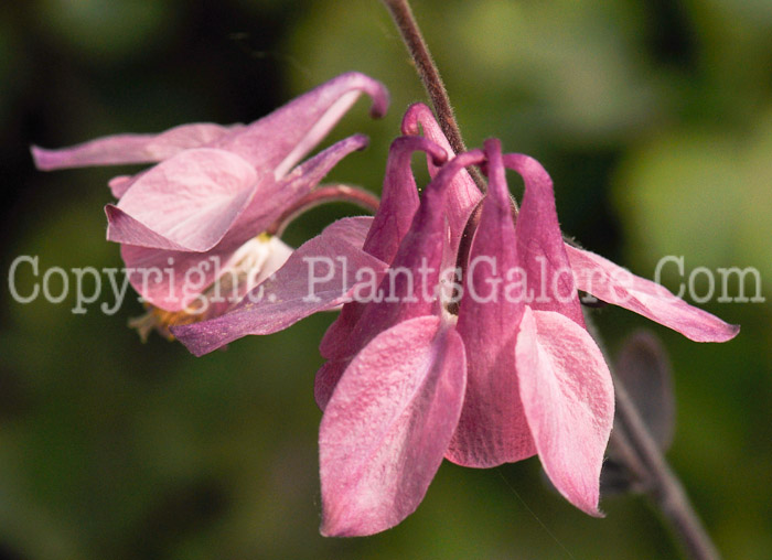 PGC-P-Aquilegia-Plena-Mix-2010-004