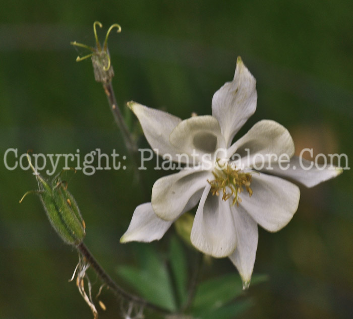 PGC-P-Aquilegia-vulgaris-2011-001