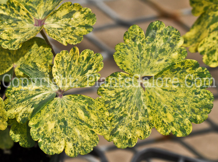 PGC-P-Aquilegia-vulgaris-Leprechaun-Gold-2010-001