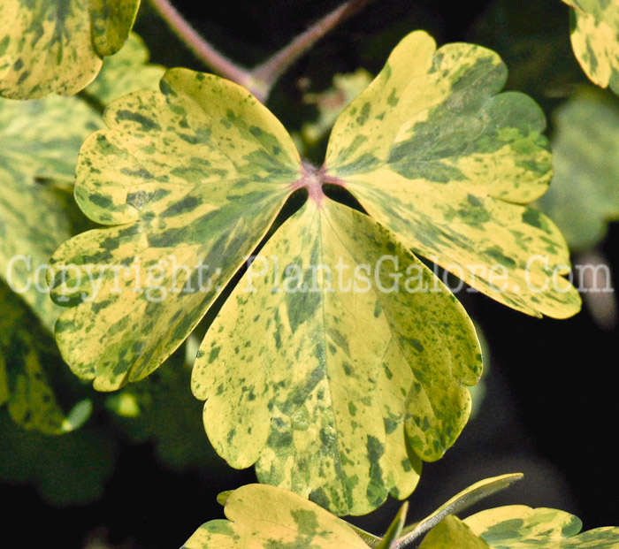 PGC-P-Aquilegia-vulgaris-Leprechaun-Gold-2010-005