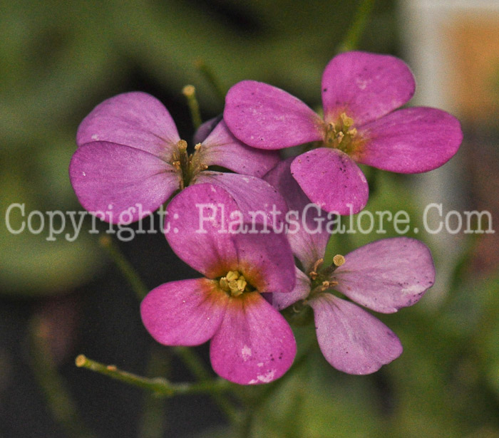 PGC-P-Arabis-Rosea-2010-001