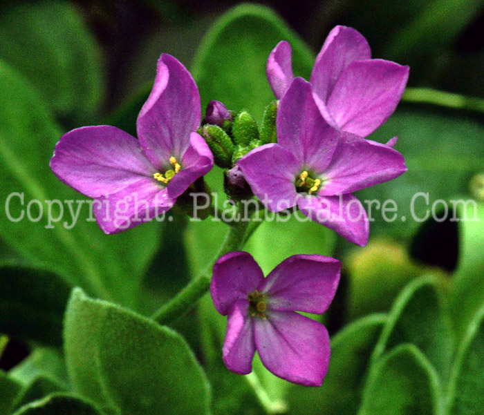 PGCPArabisblepharophyllaSpringCharmakaRockCress8