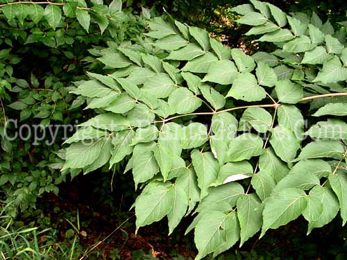 PGC-S-Aralia-spinosa-aka-Devils-Walkingstick-4