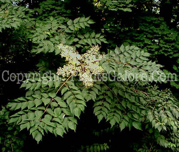 PGC-S-Aralia-spinosa-aka-Devils-Walkingstick-3