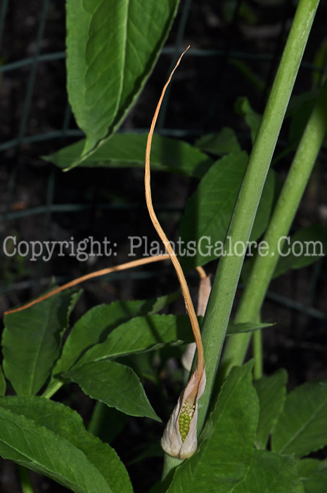 PGC-P-Arisaema-dracontium-aka-Green-Dragon-5