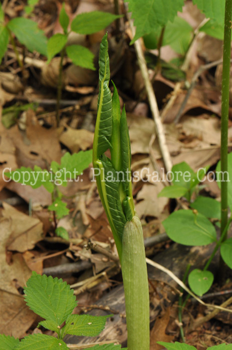 PGC-P-Arisaema-dracontium-aka-Green-Dragon-3