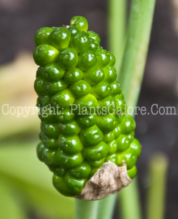 PGC-P-Arisaema-dracontium-aka-Green-Dragon-fruit-1