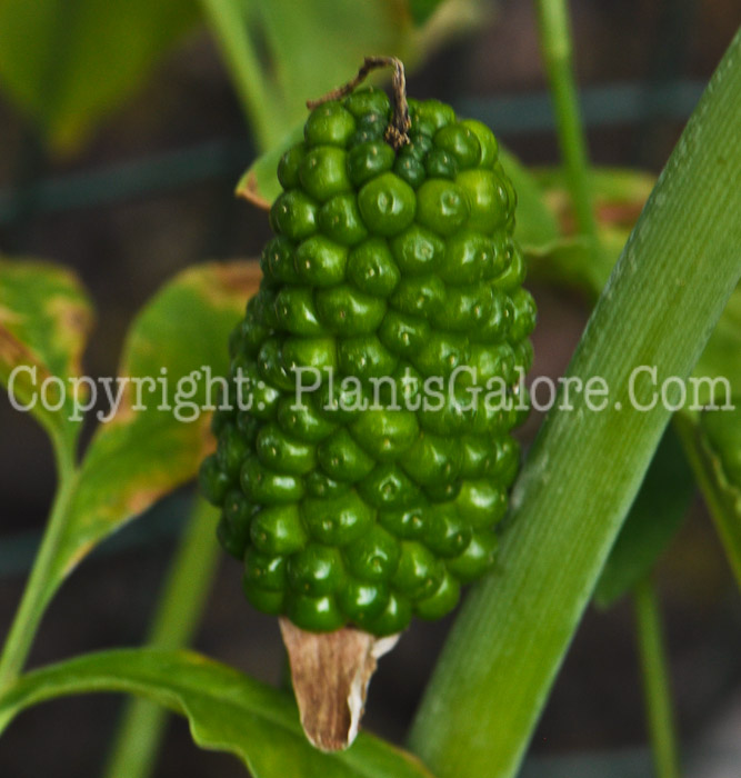 PGC-P-Arisaema-dracontium-aka-Green-Dragon-fruit-4
