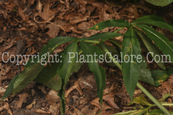 PGC-P-Arisaema-dracontium-aka-Green-Dragon-leaves-4