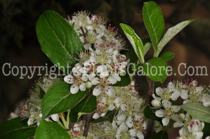 PGC-S-Aronia-arbutifolia-Brilliantissima-Red-Chokeberry-0413-1