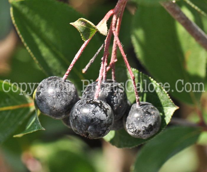 PGC-S-Aronia-melanocarpa-Autumn-Magic-aka-Black-Chokeberry-5