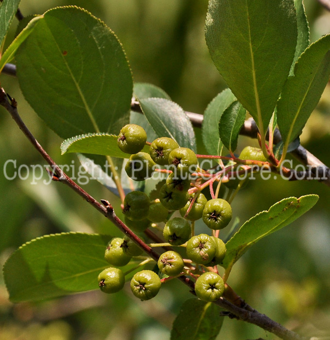 PGC-S-Aronia-melanocarpa-aka-Black-Chokeberry-2