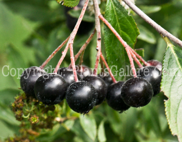 PGC-S-Aronia-prunifolia-aka-Purple-Chokeberry-1