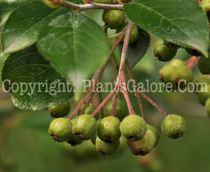 PGC-S-Aronia-prunifolia-aka-Purple-Chokeberry-2