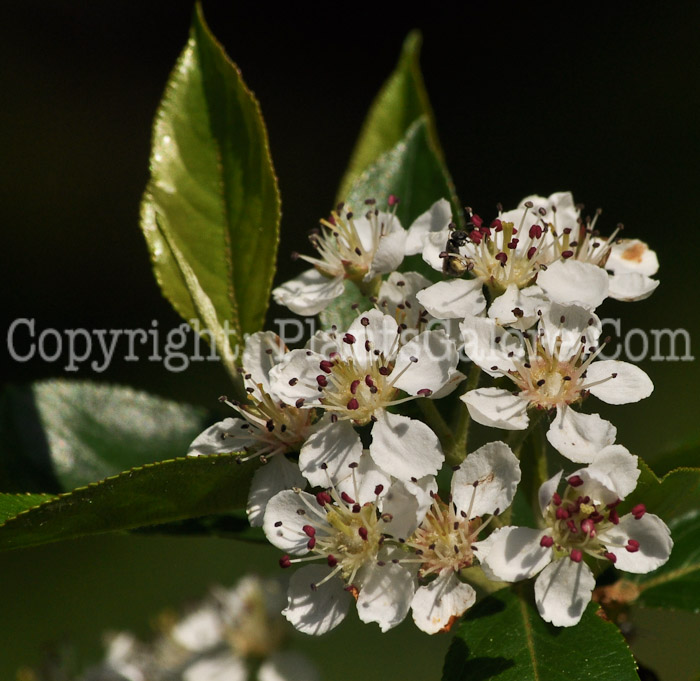 PGC-S-Aronia-prunifolia-aka-Purple-Chokeberry-5