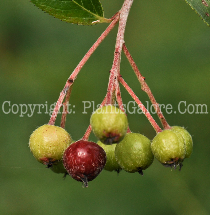 PGC-S-Aronia-prunifolia-aka-Purple-Chokeberry-3