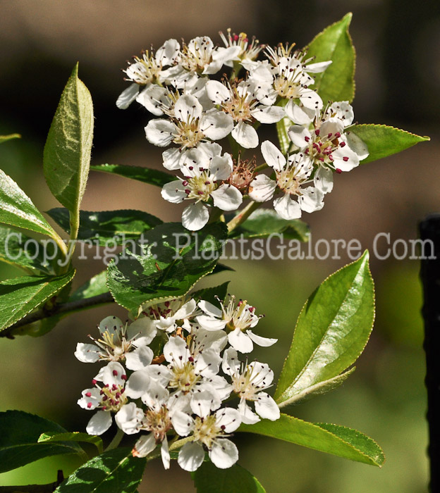 PGC-S-Aronia-prunifolia-aka-Purple-Chokeberry-4