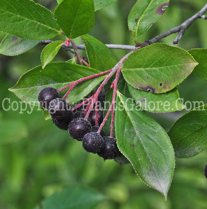 PGC-S-Aronia-prunifolia-aka-Purple-Chokeberry-813-1