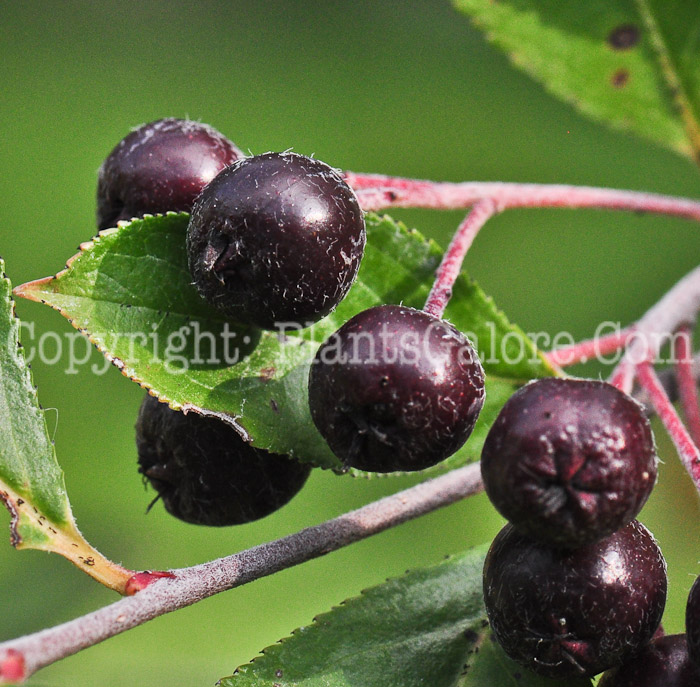 PGC-S-Aronia-prunifolia-aka-Purple-Chokeberry-813c-1