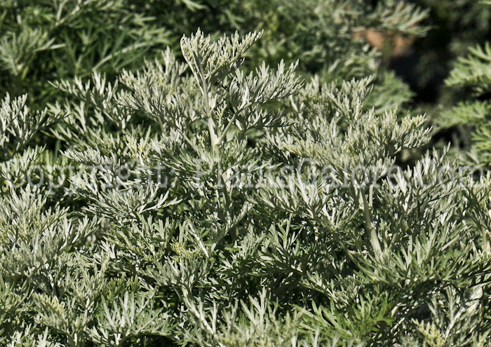 PGC-P-Artemisia-Powis-Castle-2010-002