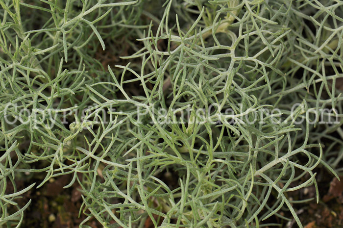 PGC-P-Artemisia-Sea-Foam-04-2012-1