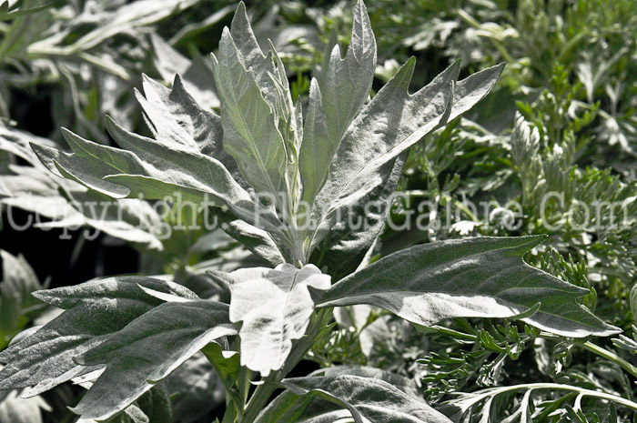 PGC-P-Artemisia-ludoviciana-Valerie-Finnis-2011-01
