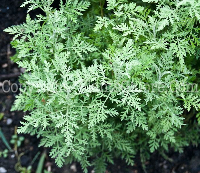 PGC-P-Artemisia-pontica-aka-Roman-Wormwood-1013-1