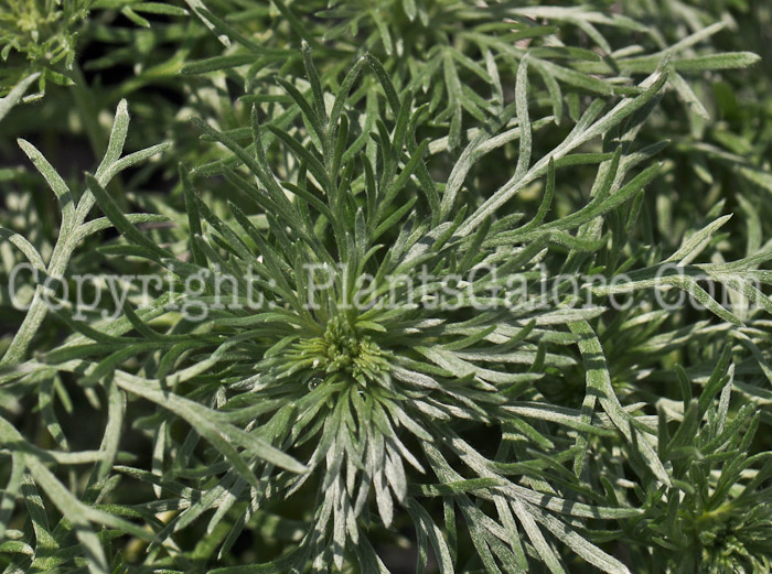 PGC-P-Artemisia-schmidtiana-Silver-Mound-0003