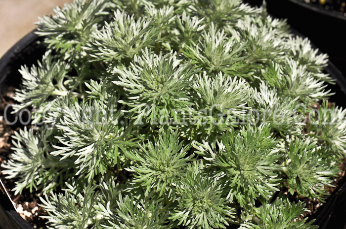 PGC-P-Artemisia-schmidtiana-Silver-Mound-0007