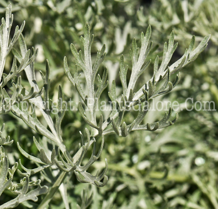 PGC-P-Artemisia-schmidtiana-Silver-Mound-0009