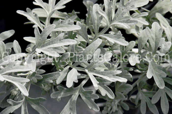 PGC-P-Artemisia-stelleriana-Silver-Brocade-2011-02