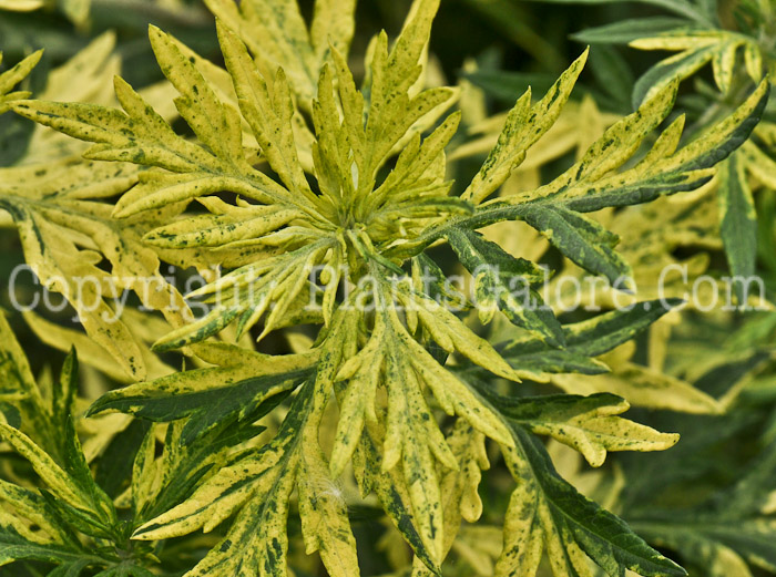 PGC-P-Artemisia-vulgaris-Oriental-Limelight-2010-o001