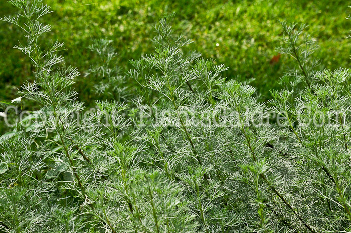 PGC-S-Artemisia-abroatanum-aka-Southernwood-2012 (1 of 4)