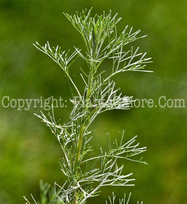 PGC-S-Artemisia-abroatanum-aka-Southernwood-2012 (2 of 4)