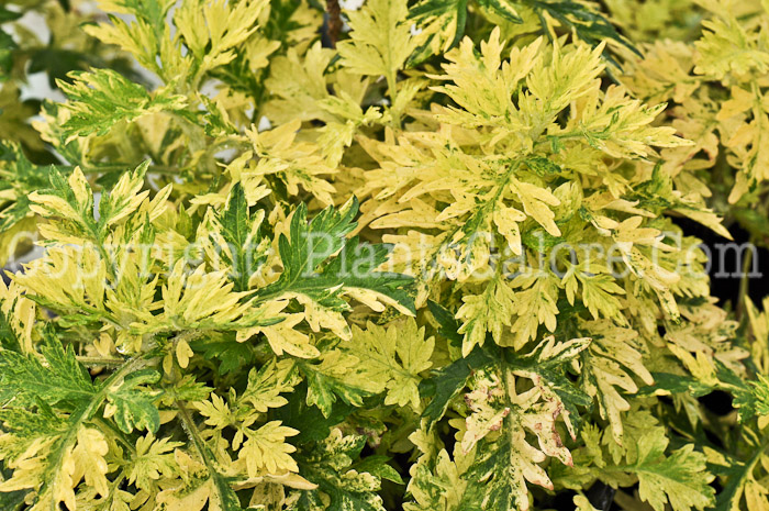 PGC-P-Artemisia-vulgaris-Oriental-Limelight-2010-o004